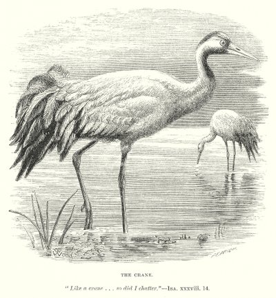 Jeřáb (rytina) od English School