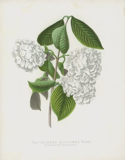 The Crimped Gueldres Rose, Viburnum Plicatum; var Dilatata od English School
