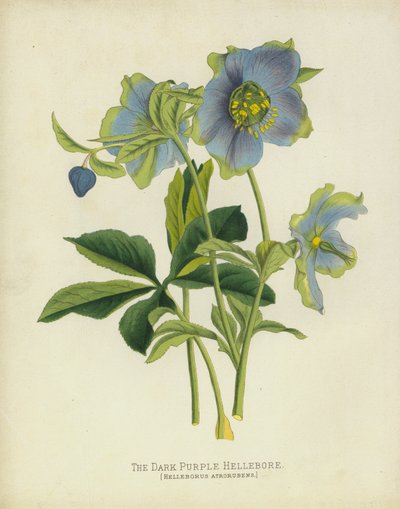 Čemeřice temně fialové, Helleborus Atrorubens od English School