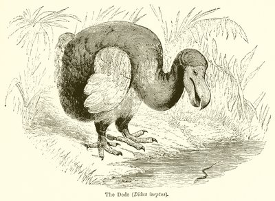 Dodo (Didus Ineptus) od English School
