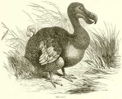 Dodo od English School