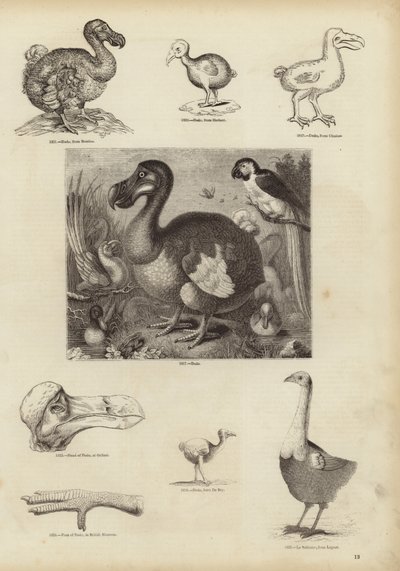 Dodo od English School