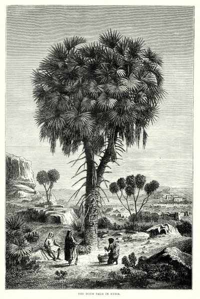 Doumská palma v Núbii (rytina) od English School