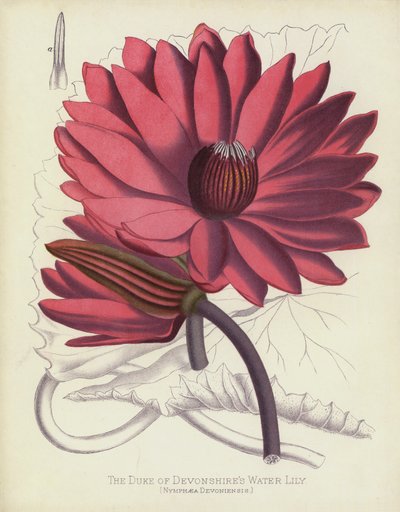 Vévoda z Devonshires leknín, Nymphaea Devoniensis od English School