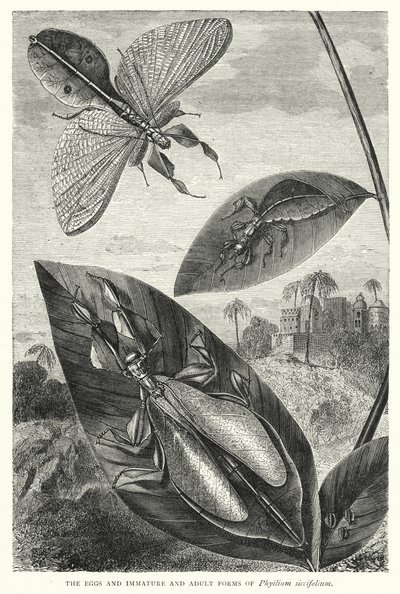 Vajíčka a nedospělé a dospělé formy Phyllium siccifolium (rytina) od English School
