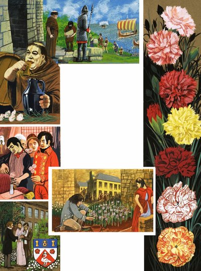 Květiny, které kvetou: světlé karafiáty od English School