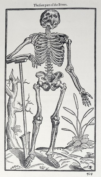 The Fore Part of the Bones, deska z Historie člověka vydané Johnem Banisterem (1540-1610), 1578 od English School
