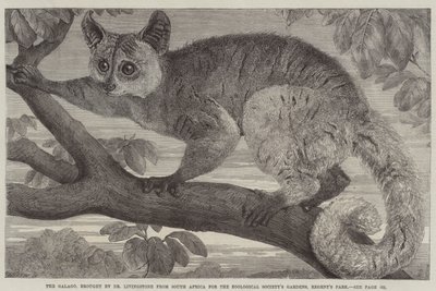 Galago, přivezený doktorem Livingstonem z Jižní Afriky pro zahrady Zoologické společnosti v Regent