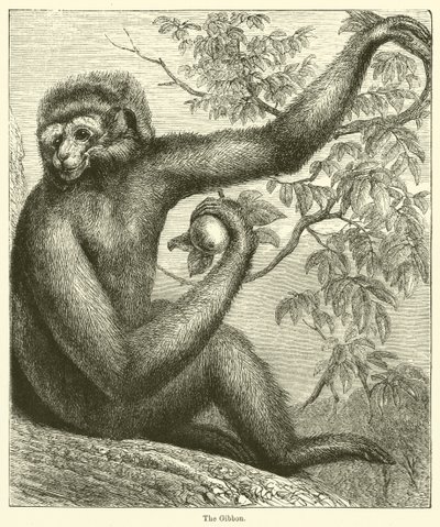 Gibbon (rytina) od English School