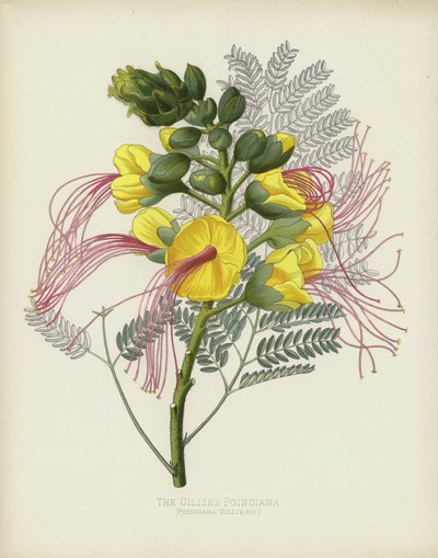 Gillies Poinciana, Poinciana Gilliesii od English School