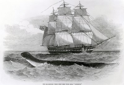 Velký mořský had při prvním pohledu z H.M.S. Daedalus od English School