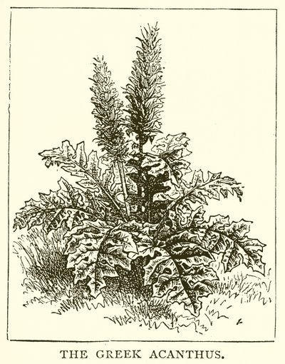 Řecký Acanthus od English School