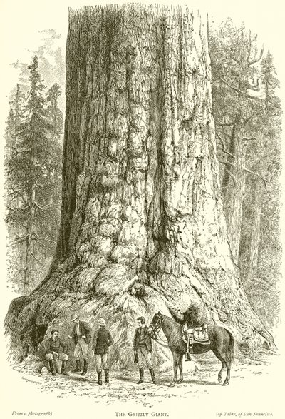 Grizzly Giant od English School