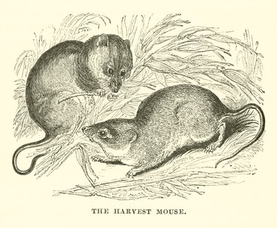 The Harvest Mouse (rytina) od English School