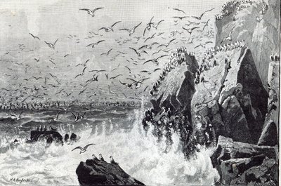 Haunt of the Gulls, z „Hodiny volného času“, 1888 od English School