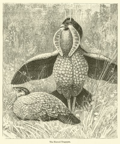 Rohatý Tragopan (rytina) od English School