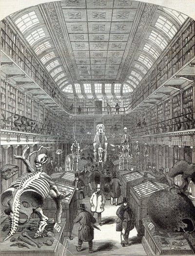 Hunterian Museum, na Royal College of Surgeons, z „The Illustrated London News“, 4. října 1845 od English School