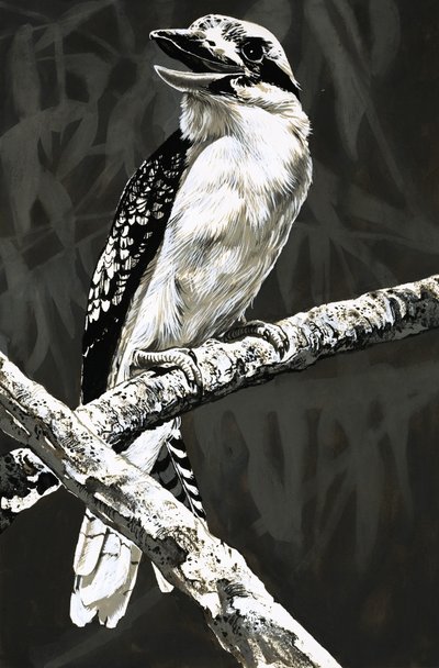 Kookaburra od English School