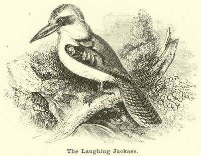 Laughing Jackass od English School