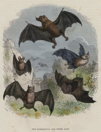 Madagaskar a jiní netopýři (barevná rytina) od English School