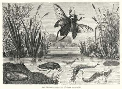 Metamorfózy Dytiscus marginalis (rytina) od English School