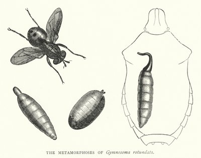 Metamorfózy Gymnosoma rotundata (rytina) od English School