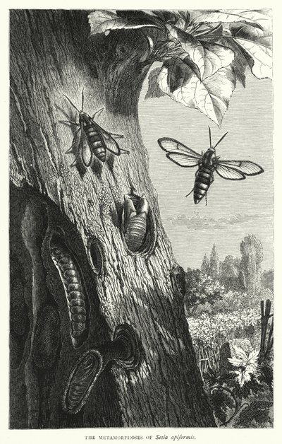 Metamorfózy Sesia apiformis (rytina) od English School