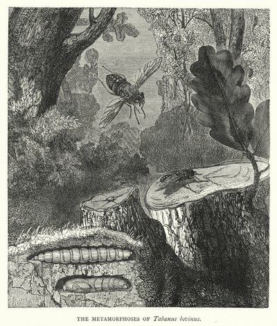 Metamorfózy Tabanus bovinus (rytina) od English School