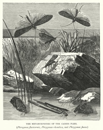 Metamorfózy mušek kadeřavek, Phryganea flavicornis, Phryganea rhombica a Phryganea fusca (rytina) od English School
