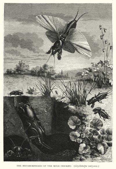 Metamorfózy cvrčka krtčího, Gryllotalpa vulgaris (rytina) od English School