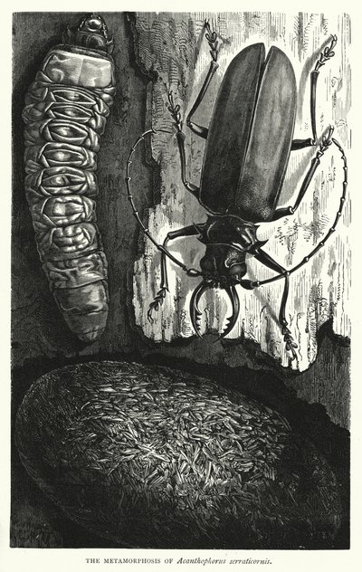 Metamorfóza Acanthophorus serraticornis (rytina) od English School
