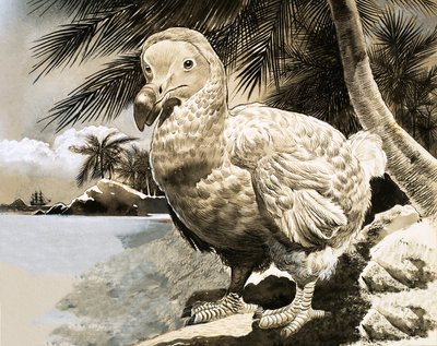 Záhadný pták z Mauricia (The Dodo) od English School