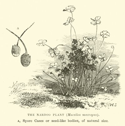 Rostlina Nardoo, Marsilea macropus od English School