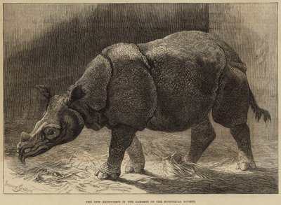 Nový nosorožec v zahradách Zoologické společnosti (rytina) od English School