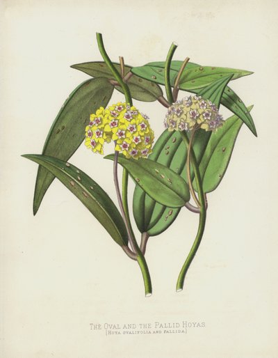 Oválné a bledé Hoyas, Hoya Ovalifolia a Pallida od English School