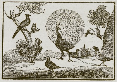 Páv a straka (rytina) od English School