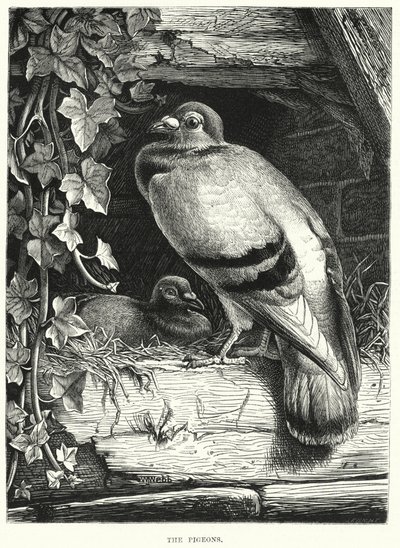 The Pigeons (rytina) od English School