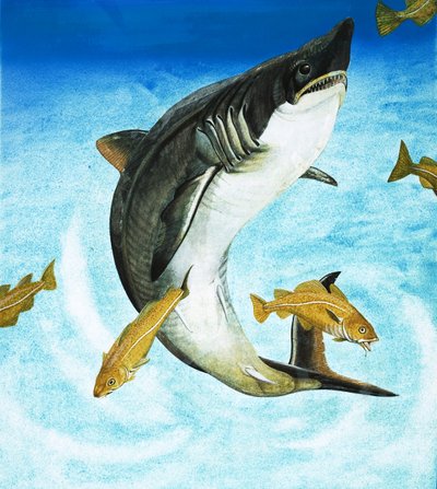 Porbeagle, druh žraloka od English School
