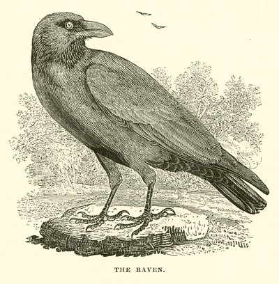 Havran (rytina) od English School