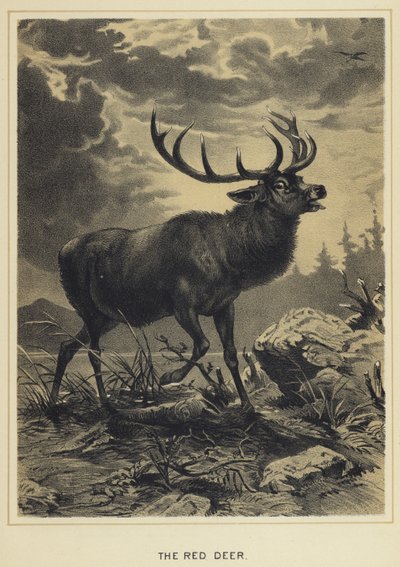 Red Deer od English School