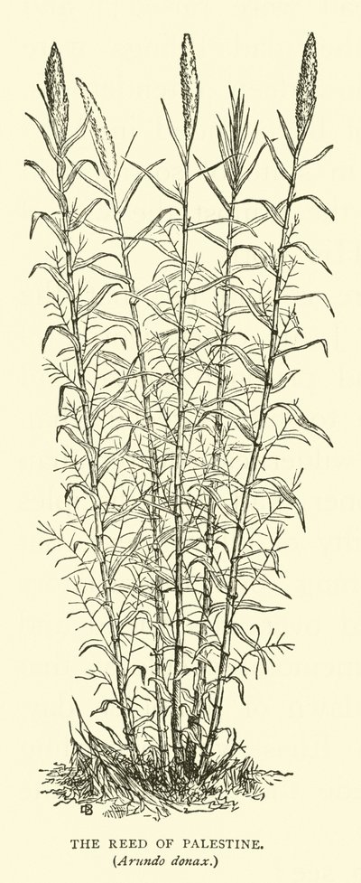 Rákos Palestina, Arundo donax od English School