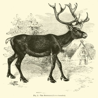 Sob, Cervus tarandus od English School