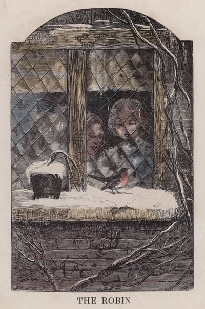 Robin (barevná rytina) od English School