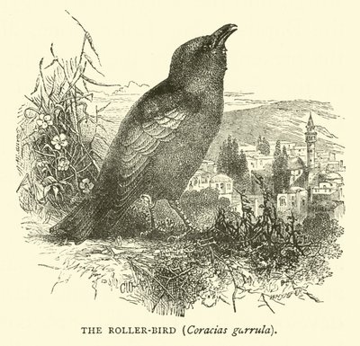 Roller-bird, Coracias garrula od English School