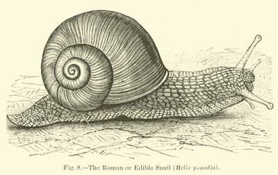 Římský nebo jedlý šnek (Helix pomatia) od English School