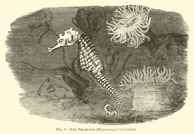 Mořský kůň, Hippocampus brevirostris od English School