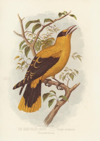 Žluva ostrozobá, Oriolus Acrorhyncus (barva lito) od English School