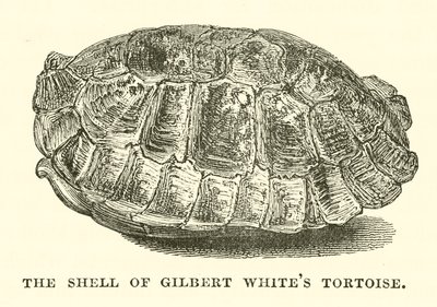 Krunýř želvy Gilberta Whitea (rytina) od English School