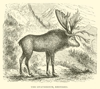 Sivatherium, restaurováno (rytina) od English School