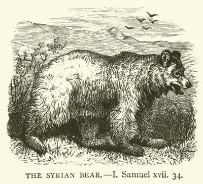 The Syrian Bear, I, Samuel, xvii, 34 (rytina) od English School